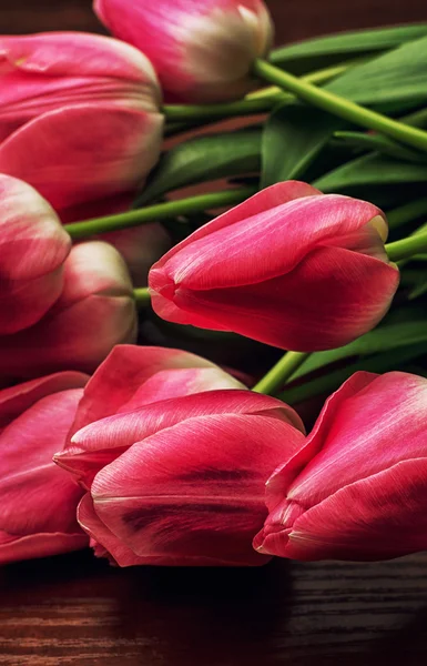 Tulipani fioriti — Foto Stock
