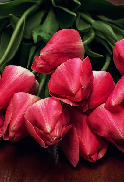 Tulipes en fleurs — Photo