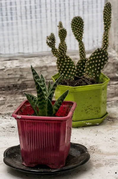 Crescite scrubby di cactus — Foto Stock