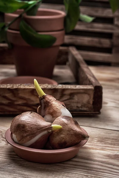 Tulpensprossen — Stockfoto