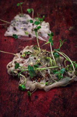 sapları marl bitki Filiz