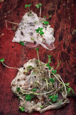 sapları marl bitki Filiz