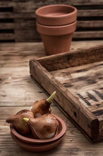 Bulbos de tulipas em um contexto de potes cerâmicos — Fotografia de Stock