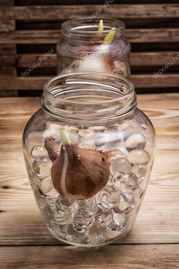 Sprouted Bulbs Tulips In Glass Container Stock Photo Sprouted Bulbs Tulips In Glass Container Stock Photo