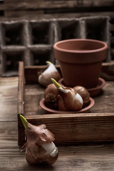 Tulpensprossen — Stockfoto