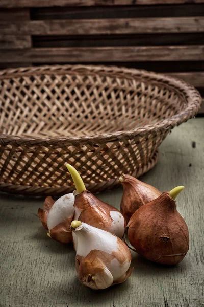 Shoots of tulips — Stock Photo, Image