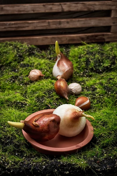 Brotos de tulipas — Fotografia de Stock