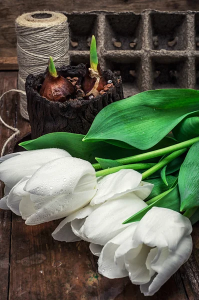 Porośnięte cebulki tulipanów — Zdjęcie stockowe