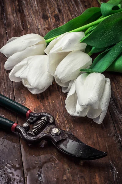 Grodda lökar tulpaner — Stockfoto