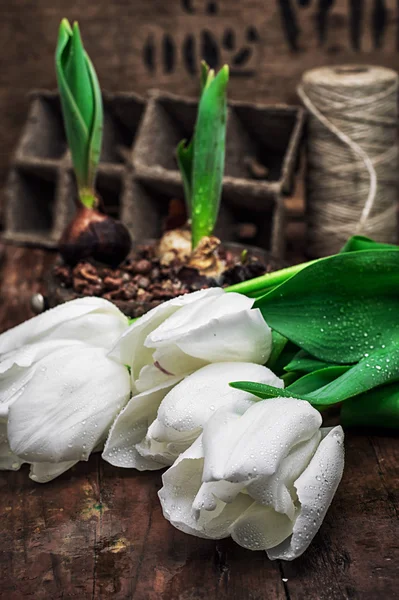 Bulbos germinados tulipanes — Foto de Stock