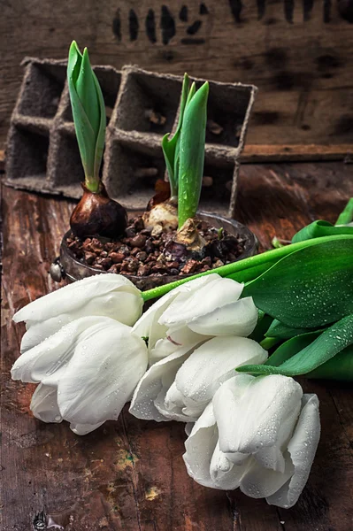 sprouted bulbs tulips