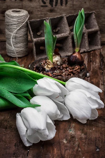 Bulbos germinados tulipanes — Foto de Stock