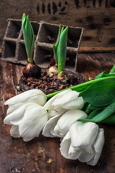 Bulbos germinados tulipanes — Foto de Stock
