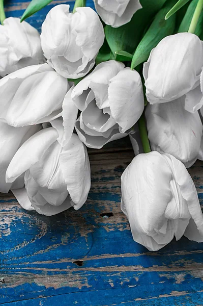 Tulipanes blancos — Foto de Stock