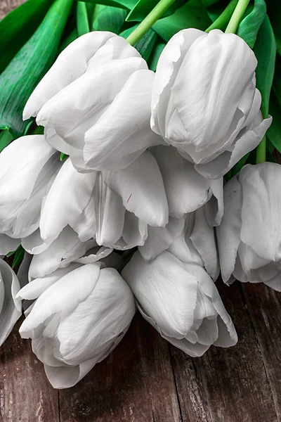 Tulipanes blancos — Foto de Stock