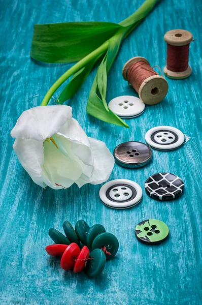 Une tulipe blanche et des boutons avec des fils — Photo