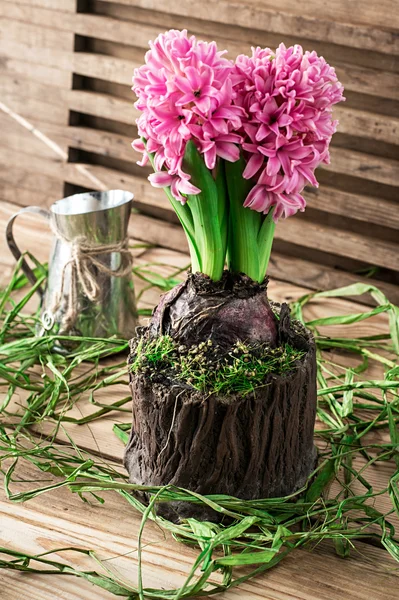ヒヤシンスの花を開花 — ストック写真