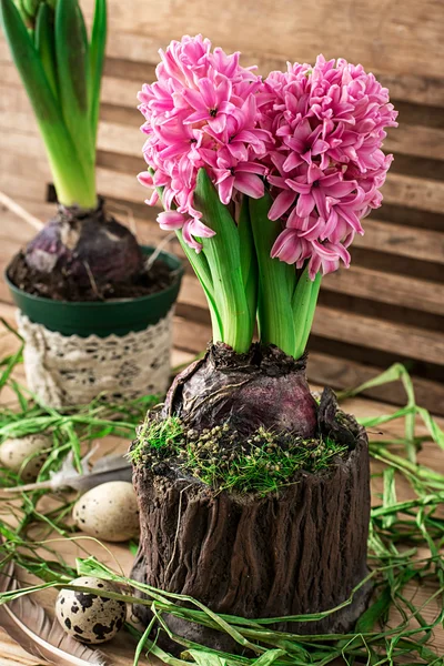 Blossoming flower of hyacinth — Stock Photo, Image