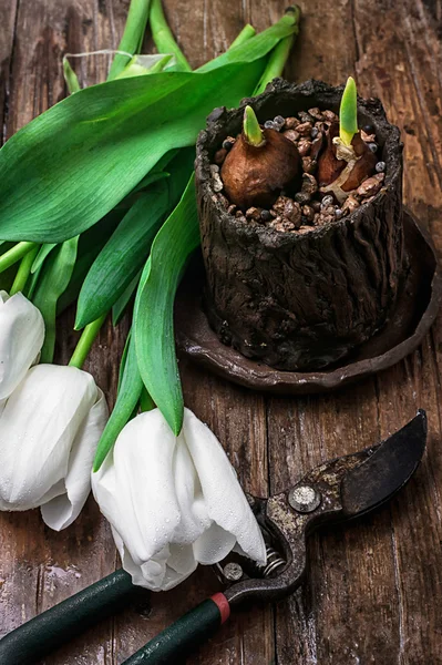 Ausgetrieben Zwiebeln Tulpen — Stockfoto