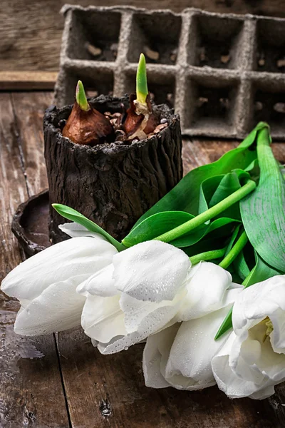 sprouted bulbs tulips