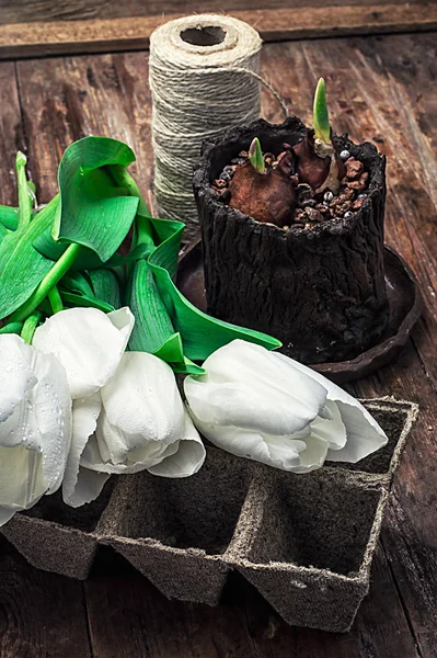 Ausgetrieben Zwiebeln Tulpen — Stockfoto