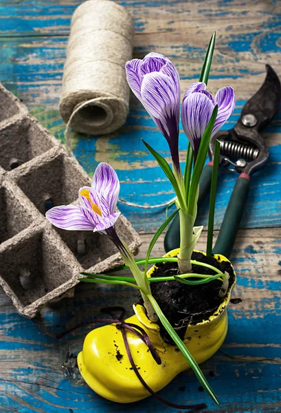 Lila gestreifte Krokusse im Schuh — Stockfoto