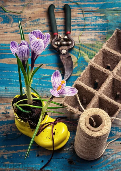 Lila gestreifte Krokusse im Schuh — Stockfoto