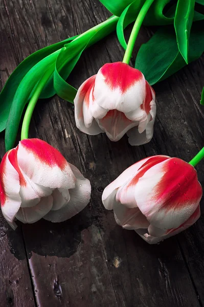 Three white red tulips — Stock Photo, Image