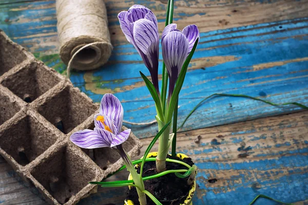 Crocus em sapato amarelo astylish — Fotografia de Stock