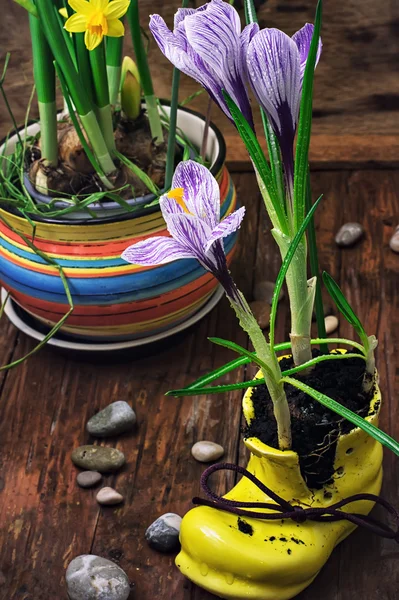 Crocus en zapato amarillo astylish —  Fotos de Stock