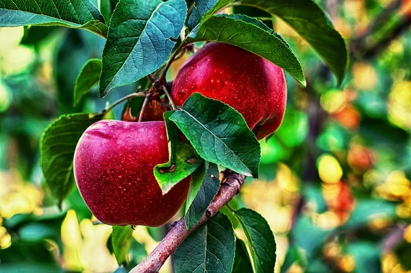 Rama con hojas con manzanas maduras —  Fotos de Stock