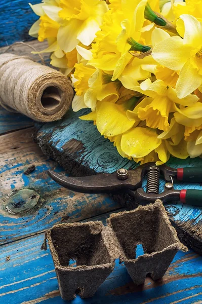 Strauß blühender Aprilnarzissen — Stockfoto