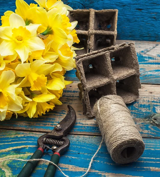 ガーデン ツール、水仙の花をカット — ストック写真