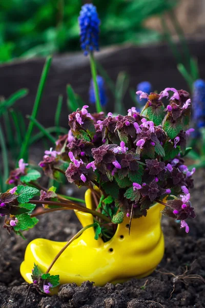 Soin des fleurs ornementales en pots — Photo