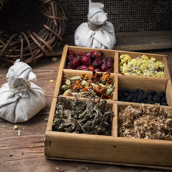 Medicinal herb — Stock Photo, Image
