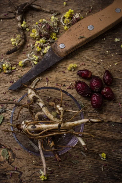 Şifalı otlar kök — Stok fotoğraf