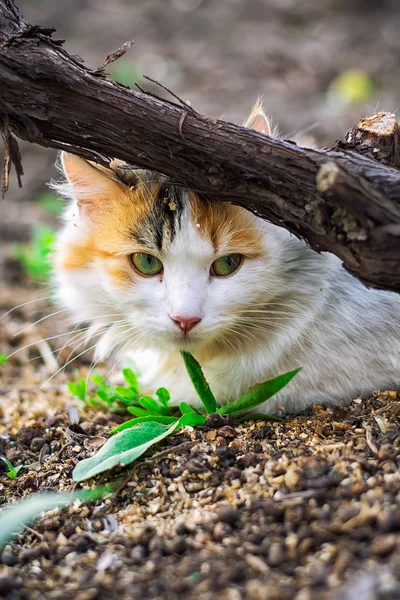 Уличный кот — стоковое фото