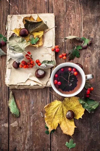 Sonbahar yaprağı düşüyor — Stok fotoğraf