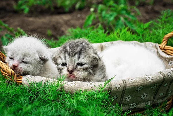 Новорожденные котята — стоковое фото