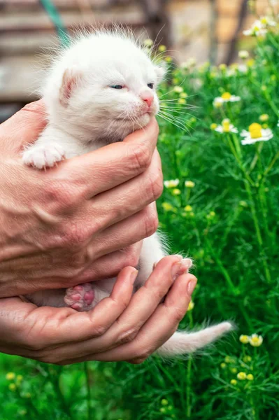 Gatitos recién nacidos — Foto de Stock