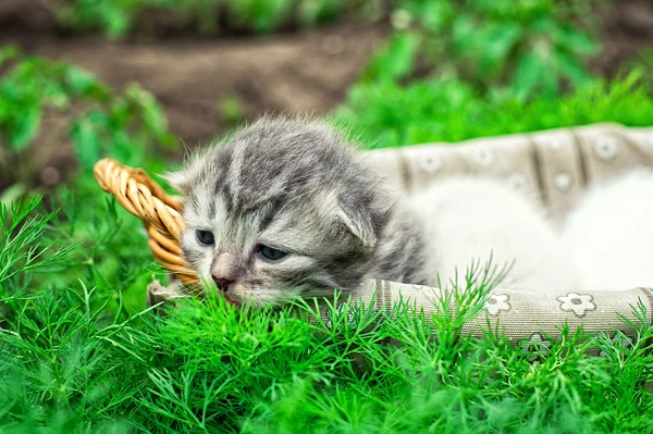 Pasgeboren kittens — Stockfoto