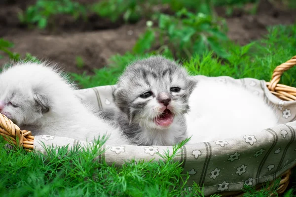 Pasgeboren kittens — Stockfoto