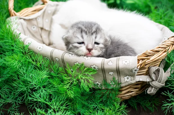 Neugeborene Kätzchen — Stockfoto