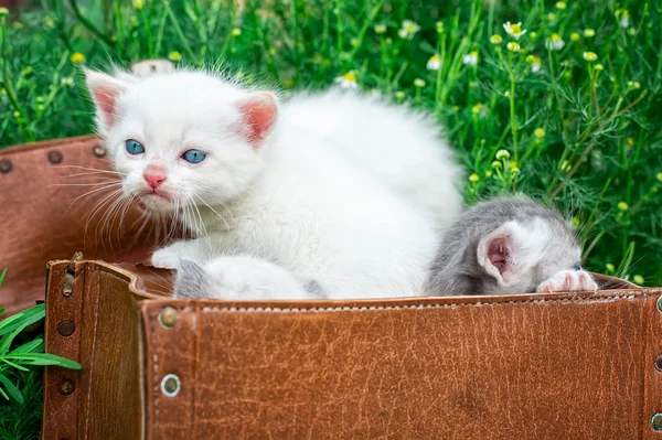 Pequenos gatinhos brincando na velha mala — Fotografia de Stock
