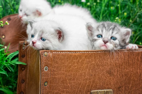 小猫玩旧手提箱里 — 图库照片