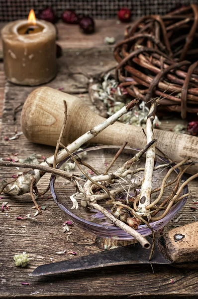 Geneeskrachtige planten — Stockfoto