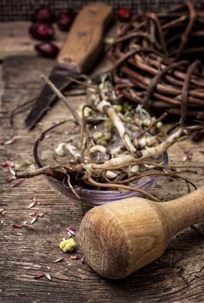 Hierbas medicinales y raíces — Foto de Stock