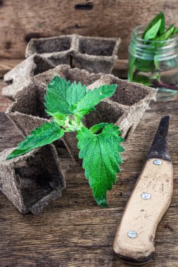Melissa officinalis bitki üzerinde ahşap masa üstü