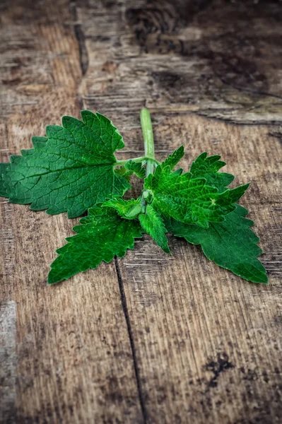 Melissa officinalis kruid op houten tafelblad — Stockfoto