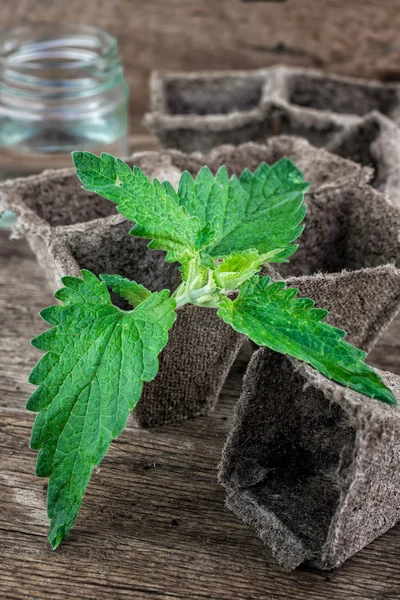 Melissa officinalis erva no tampo da mesa de madeira — Fotografia de Stock